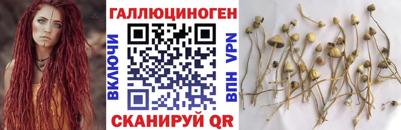 сколько стоит  Фокино  Псилоцибиновые грибы прущие грибы 